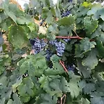 οίνου γη ιθάκη - Winelandithaca Nyaraló Perahóri