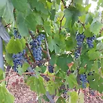 Nyaraló οίνου γη ιθάκη - Winelandithaca Perahóri