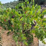 οίνου γη ιθάκη - Winelandithaca Nyaraló *