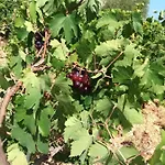 οίνου γη ιθάκη - Winelandithaca *