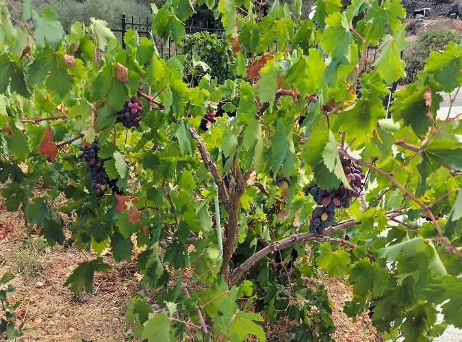 οίνου γη ιθάκη - Winelandithaca Сasa de vacaciones *