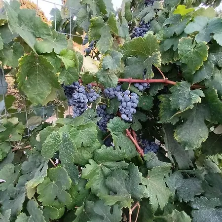 οίνου γη ιθάκη - Winelandithaca Feriehus Perachori