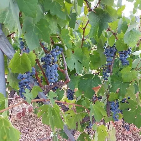 Feriehus οίνου γη ιθάκη - Winelandithaca Perachori