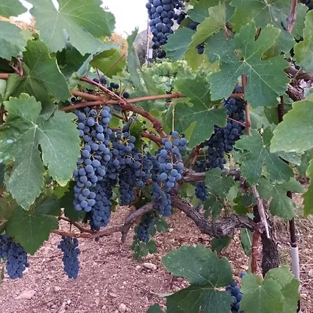 Holiday home οίνου γη ιθάκη - Winelandithaca