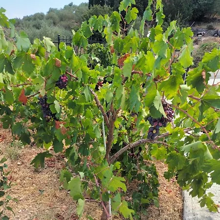 οίνου γη ιθάκη - Winelandithaca Feriehus *