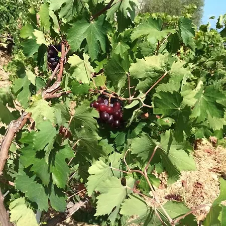 οίνου γη ιθάκη - Winelandithaca *