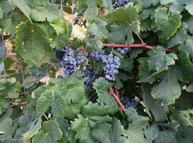 οίνου γη ιθάκη - Winelandithaca Casa vacanze Perachori