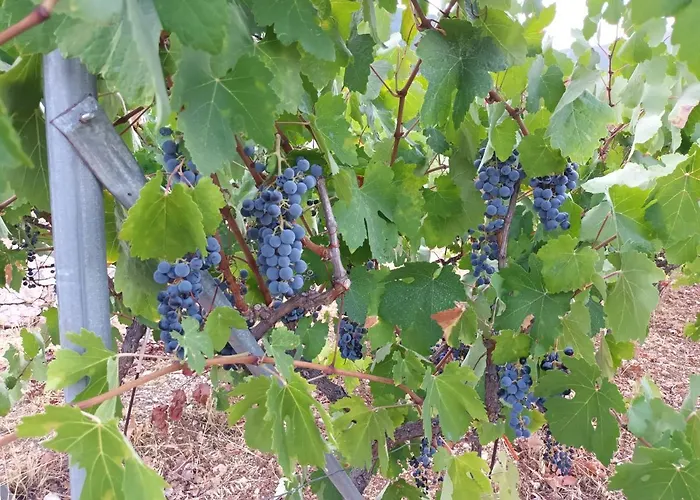 Casa vacanze οίνου γη ιθάκη - Winelandithaca Perachori