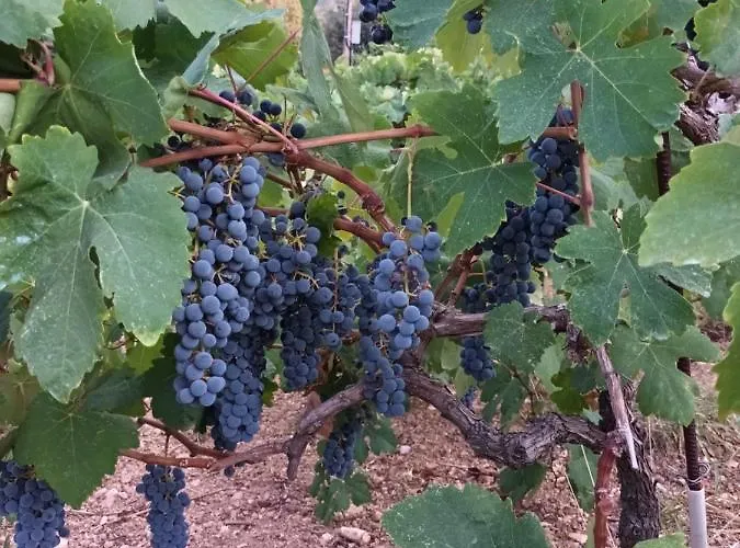 Casa vacanze οίνου γη ιθάκη - Winelandithaca